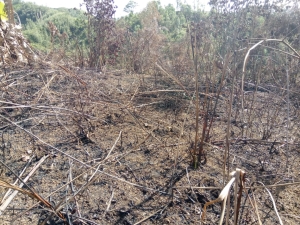 Ce qui reste des champs brûlés à Ambonihoraka Vavatenina