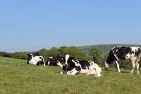 La vache de type Holstein a besoin plus de foin par rapport aux autres races en raison de sa taille