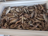 Vente de poissons à moitié prix : Projet Fia Mora 