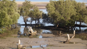 Les mangroves sont des marais maritimes.