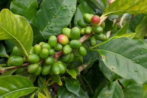 Madagascar produit deux variétés de café : robusta et arabica.
