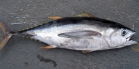 L'accord de pêche avec l'UE concerne le thon.