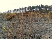 Madagascar est encore une zone rouge pour les feux de brousse. 