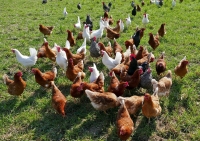 Un poulet de chair peut être vendu à partir de son 45ème jour. 