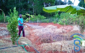  La permaculture est un des grands piliers du mode de vie écologique, selon Mamy Razanakolona.
