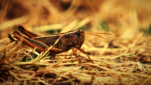 Les sauterelles, une alternative à la viande de zébu, selon les scientifiques malgaches.