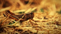 Les sauterelles, une alternative à la viande de zébu, selon les scientifiques malgaches.