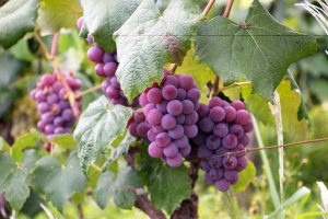 La production de vin à Ambalavao mobilise une centaine de familles.