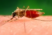 La saison des pluies favorisent la reproduction des moustiques