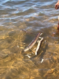 Des poissons de différentes tailles et races retrouvés sans vie