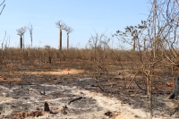 Près de 39 000 ha de forêts ont été détruites dans l’Aire Protégée Antimena de 2000 à 2019.