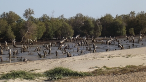 Madagascar possède 2% de la mangrove mondiale.