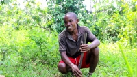 Bonami a actuellement 100 arbres de girofle