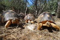 Les tortues devraient se multiplier dans leurs habitats naturels