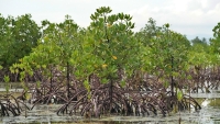 Environ 1 000 hectares de Mangrove ont été plantés dans la région Menabe en 2022.