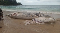 Un baleineau de 15 tonnes échoué à la plage de Libanona Talagnaro