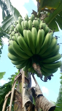La production de bananes à Kianjavato Mananjary connait une diminution 