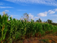 Madagascar a maintenu un rendement moyen d’une tonne par hectare de maïs en 4 ans