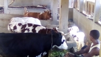 Une vache laitière peut produire 28 litres de lait par jour. 