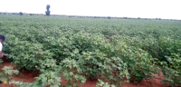 Plantation des contons dans la région Atsimo Andrefana.