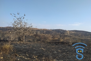 Dans les régions Boeny et Betsiboka, la végétation claire et sèche est favorable aux incendies forestiers.