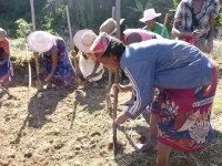 Les femmes cultivant les haricots dans la commune Amboanjo, district de Manakara