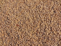 Le sorgho est la cinquième céréale cultivée dans le monde 