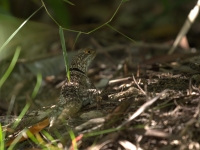 Les reptiles sauvages sont menacés de trafic