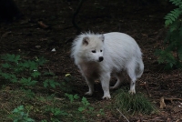 Même un doux petit chien peut être porteur du virus de la rage 