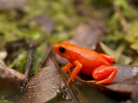 La M. aurantiaca est une espèce de grenouille vivant exclusivement sur le territoire de Moramanga.