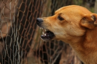 Un chien enragé 