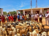 Une centaine de chèvres distribuée aux éleveurs classés vulnérables dans le district de Belo sur Tsiribihina. 