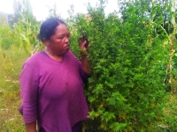 Madame Romaine, l’une des cultivatrices d’Artemisia à Ambohibary Sambaina