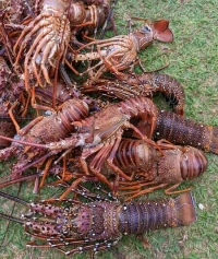 Il y a peu de collecteurs même si le kilo de langoustes est à 6 000 ariary