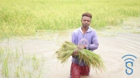 Les riziculteurs se préparent pour la production de riz de première saison au mois de mars 2022.