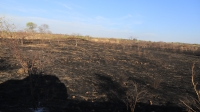 Le feu de brousse a plusieurs impactes négatifs sur l'environnement 