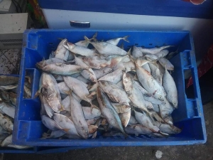 Miandrivazo fait partie de l’un des fournisseurs en poisson Analamanga et Vakinankaratra.