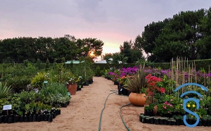 La pépinière d’Ambatolahy propose une multitude d’espèces de plants.  
