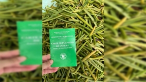 Les agriculteurs possèdent des cartes délivrées par le ministère de l&#039;Agriculture qui certifie la qualité de leurs Vanille.