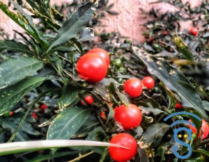 Un arbre nain de tomate-cerise 