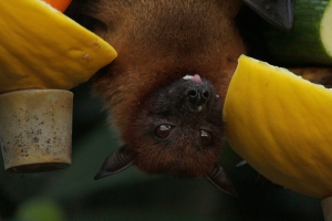 La découverte d&#039;un virus Khosta 2 chez les chauves-souris
