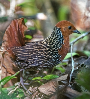 Le râle insulaire, Sarothrura insularis, est un oiseau endémique de Madagascar, bien qu&#039;il puisse vivre dans une grande variété d&#039;habitats, il est menacé par la chasse illégale pour sa viande