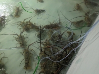 L’exploitation des langoustes est stable à Madagascar  