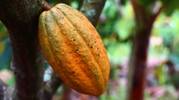 Les chocolatiers malgaches privilégient la méthode artisanale dans la transformation du cacao.