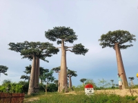 Le commerce illégal du bois précieux représente l’une des plus grandes menaces pour nos forêts, regrette TI Madagascar