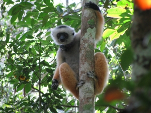 Un sifaka ou propithèque à diadème dans le parc d’Andasibe.