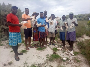 Les oiseaux &quot;pailles en queue&quot; morts sur le site de Nosy Ve sont des espèces rares