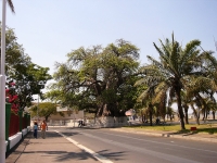 Le circuit Matsepe inclut la visite guidée du Baobab de Mahajanga.  