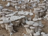 Une autre méthode de culture de champignons, différente de celle des champignons cueillis dans la forêt. 