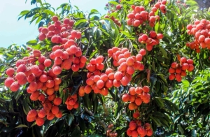 La côte Est de Madagascar est renommée pour être productrice de litchis.